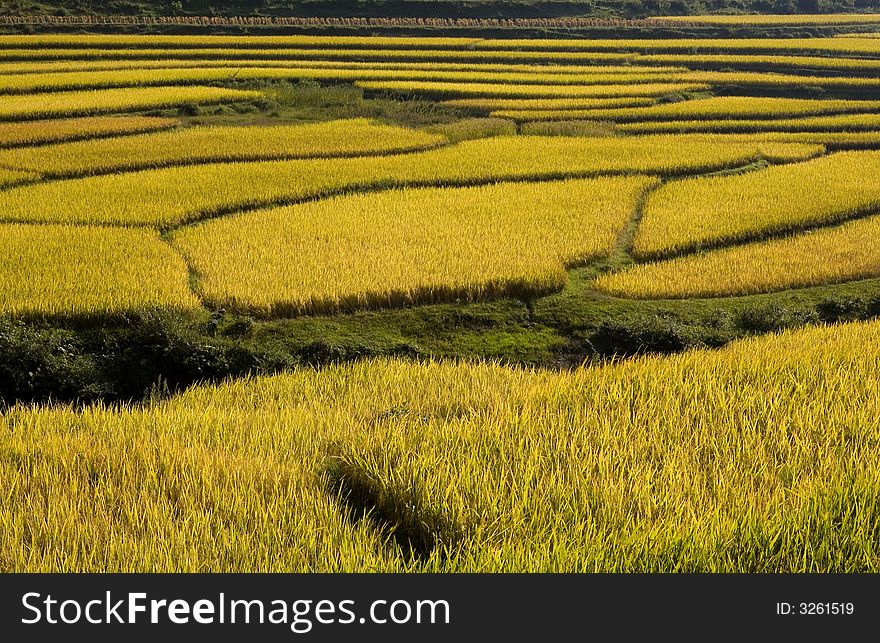 The paddyfield in Autumn. Beautiful line and color