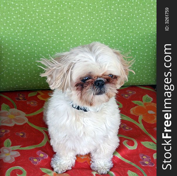 Dog Sitting In Colorful Chair