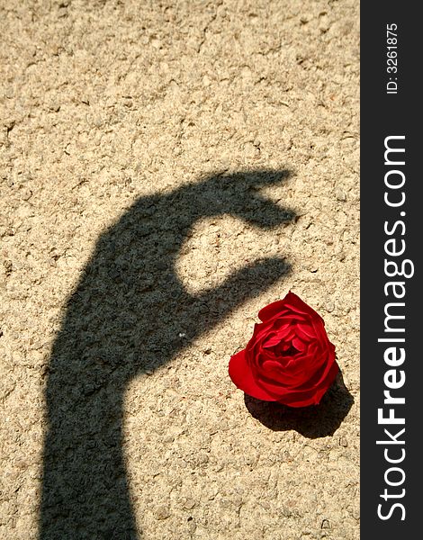 A shadow hand protecting a red rose on the wall. A shadow hand protecting a red rose on the wall...