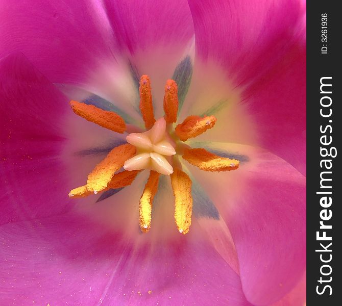 Macro picture without flash of the delicate inside of a Lilac Tulip with a few pieces of pollen on the peatals. Macro picture without flash of the delicate inside of a Lilac Tulip with a few pieces of pollen on the peatals