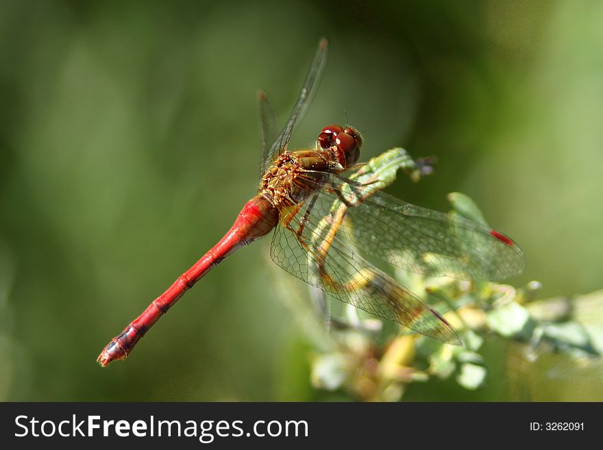 Yellow-legged Meadowhawk dragonfly, also called Autumn Meadowhawk