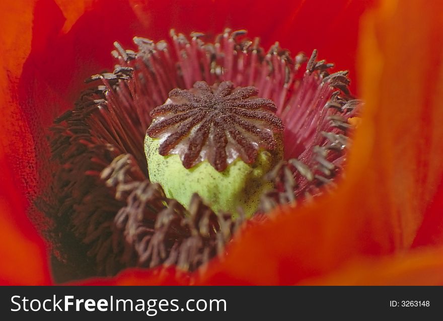 Poppy seed on a grassland in Vienna. Poppy seed on a grassland in Vienna