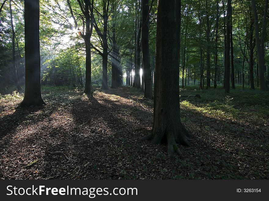 Sun shines true the trees in autumn in a Belgian forest. Sun shines true the trees in autumn in a Belgian forest