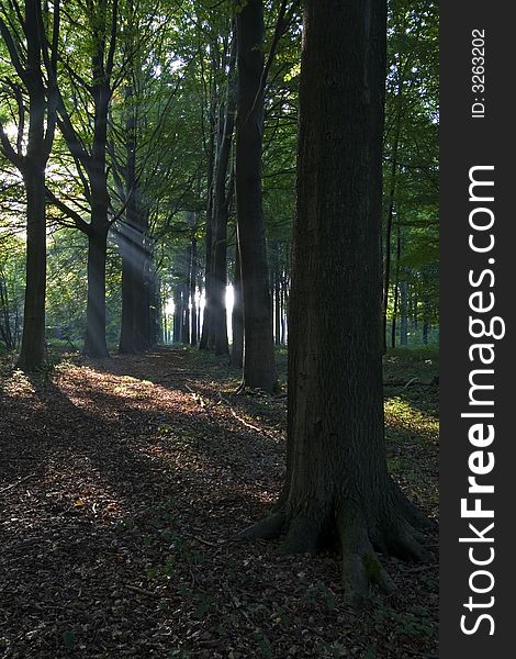 Sun shines true the trees in autumn in a Belgian forest. Sun shines true the trees in autumn in a Belgian forest