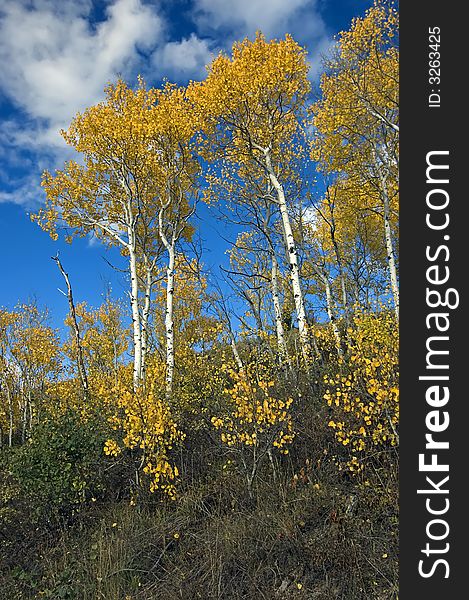 Fall Color Trees at Grand Teton