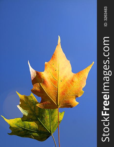 Green and Yellow maple leaves with blue sky background