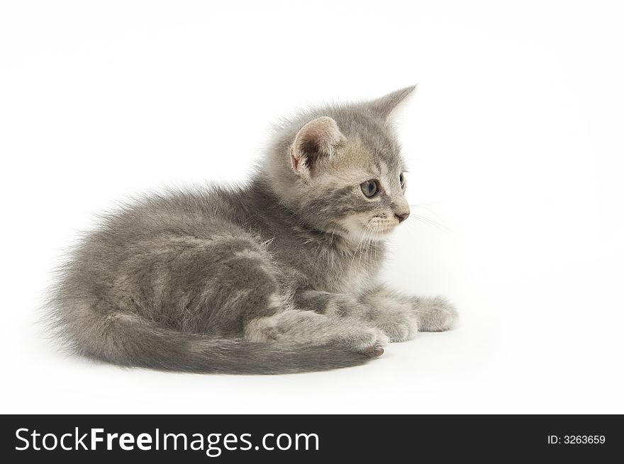 A gray kitten lays down on a white background. A gray kitten lays down on a white background
