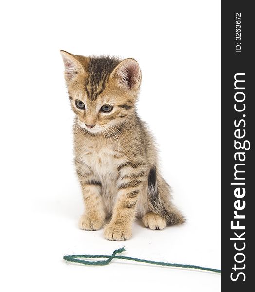 A tabby kitten plays with green yarn on a white background. A tabby kitten plays with green yarn on a white background