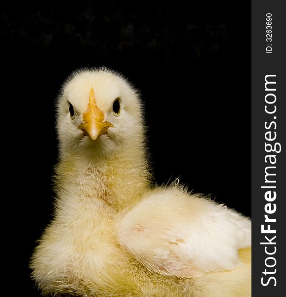 A closeup of a baby chick looking towards the camera on a black background. A closeup of a baby chick looking towards the camera on a black background