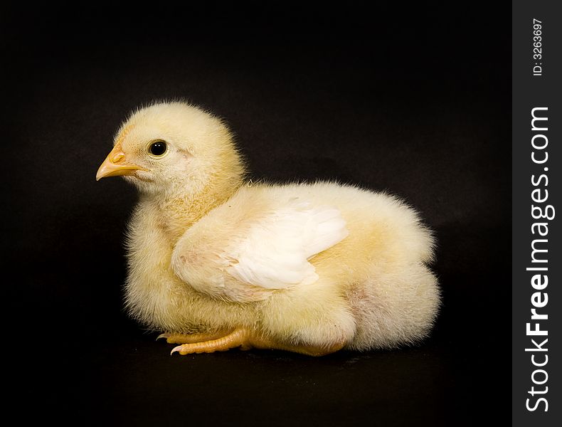 Baby chickens sit on a black backround. Baby chickens sit on a black backround
