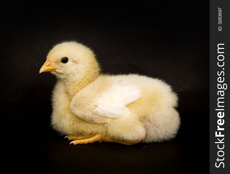 Baby Chicks On Black