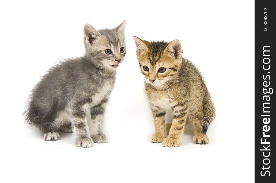 Two hungry kittens on a white background