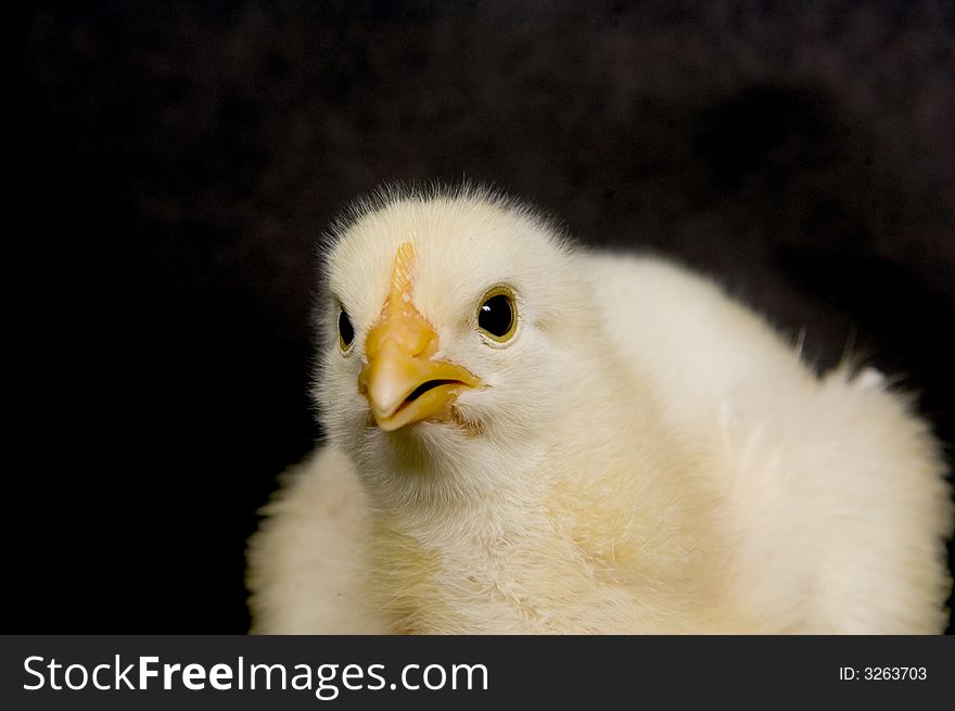 A yellow chicken sits and looks towards the camera on a black background. A yellow chicken sits and looks towards the camera on a black background