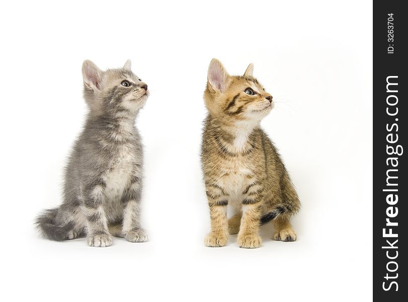 A tabby and a gray kitten sit on a white background and look to the right. A tabby and a gray kitten sit on a white background and look to the right