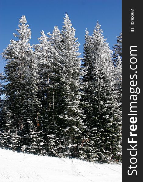 Tall pine trees covered with fresh snow. Tall pine trees covered with fresh snow