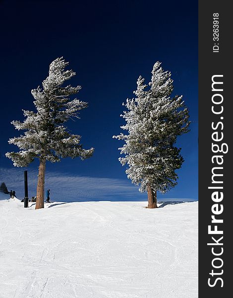 Two tall pine trees covered with fresh snow. Two tall pine trees covered with fresh snow