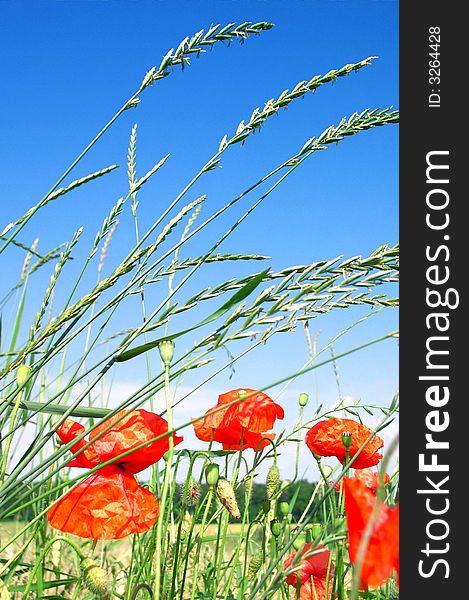 Beautiful red poppies on a green meadow in spring.