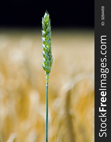 Green Wheat Ear On A Field