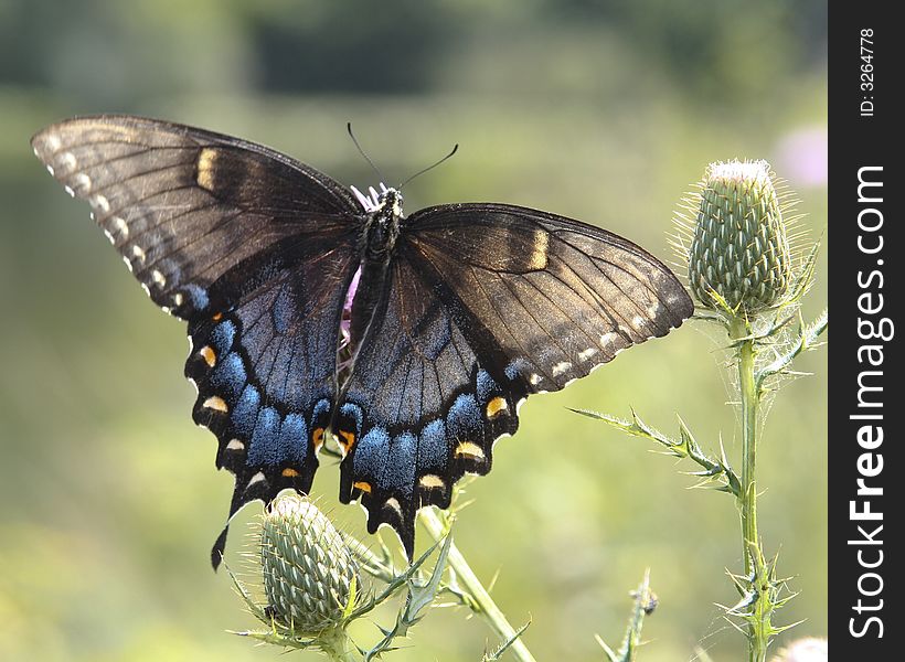 Female Tiger Swallowtail