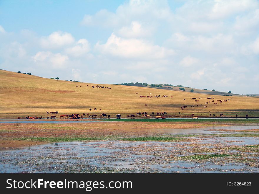 Meadows,lakes and horses at Inner Mongolia,china. autumn is her most beautiful season.