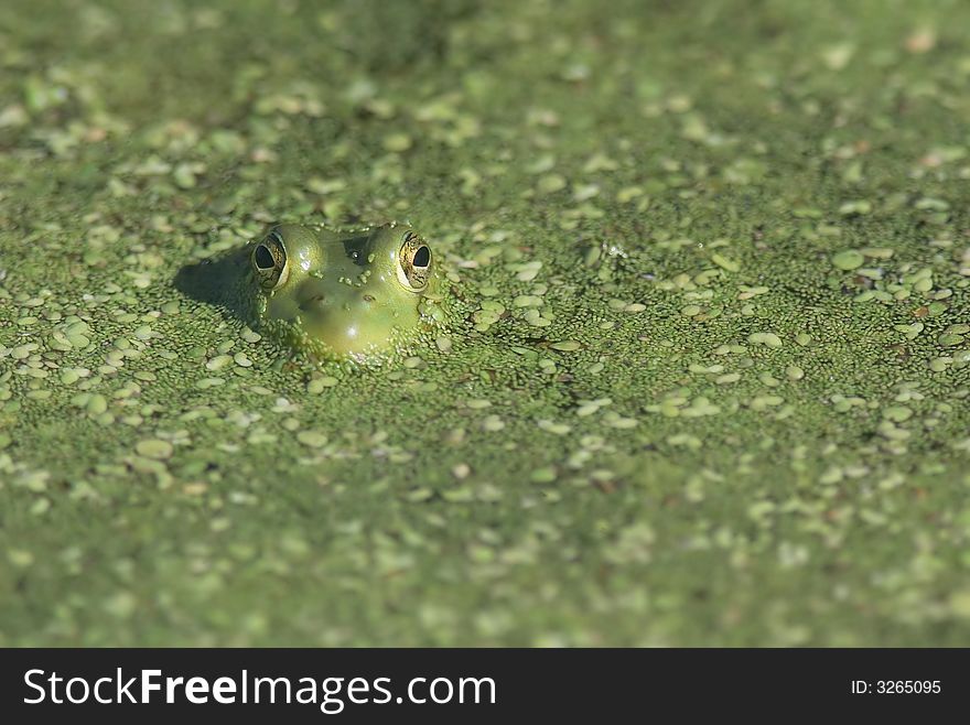 A frog peeks out from under a bed of algae.