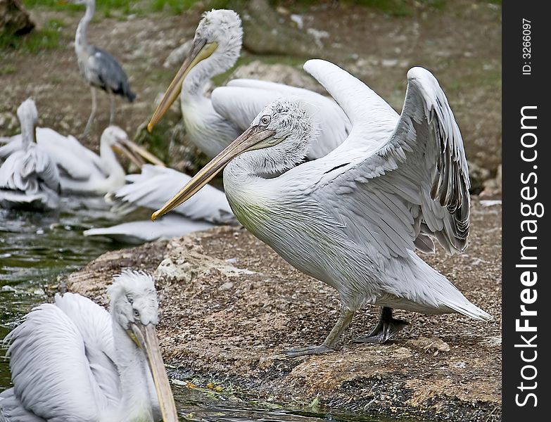 Portrait of nice dalmatian pelican. Portrait of nice dalmatian pelican