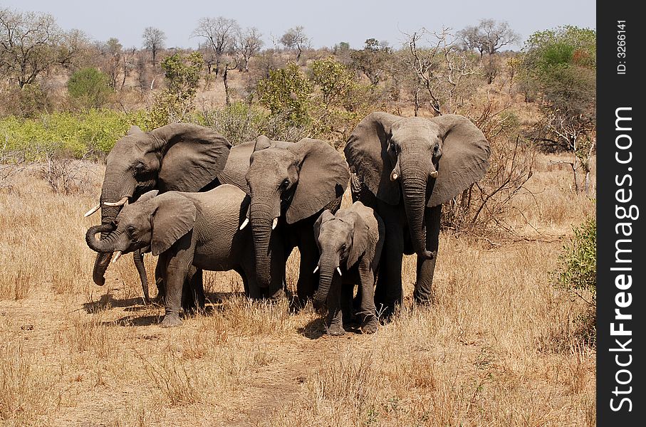 Elephant family closes ranks in Kruger Park