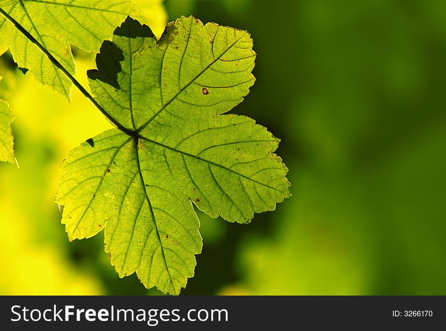 An image of green maple leaves