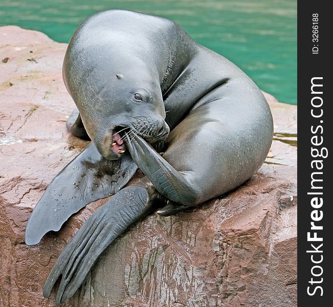 Sea-lion female on the rock. Sea-lion female on the rock