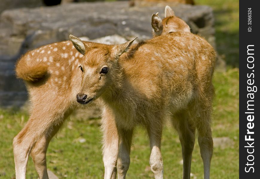 Two baby pere deer in the Bronx Zoo. Two baby pere deer in the Bronx Zoo