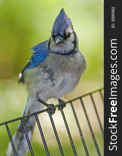 Blue Jay on fence in Central Park. Blue Jay on fence in Central Park