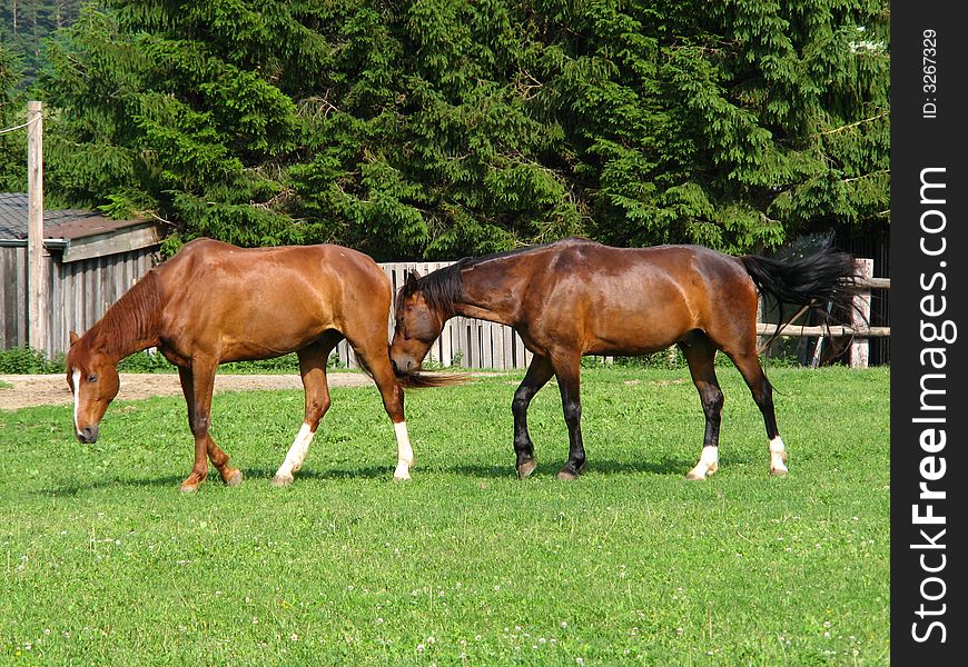 This image shows two brown horses