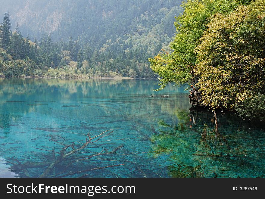 Jiuzhaigou national park of sichuan china .Have many old wood in the lake.