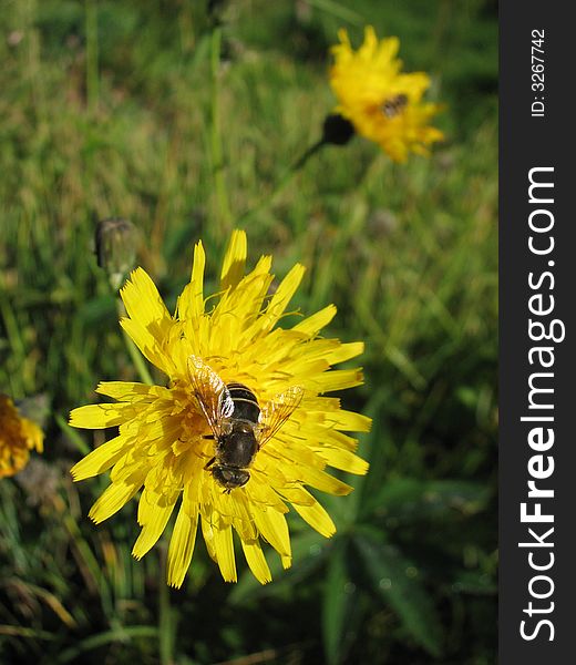 A lonely bee on the yellow dandelion. A lonely bee on the yellow dandelion