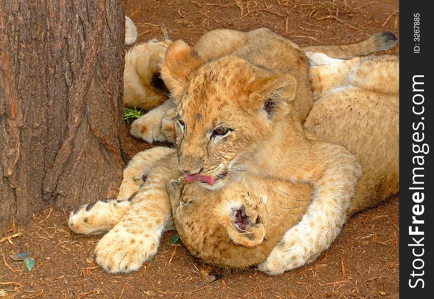 Beautiful photo of Lion cubs playing is gentle and most appealing to all.