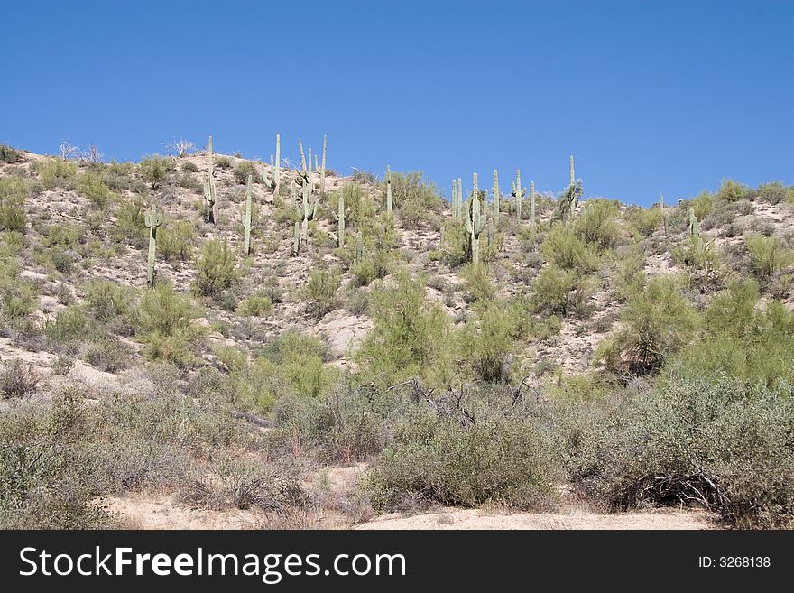 Morning shot of saguaro cactus at sunrise near horseshoe and bartlett lake in Arizona. Morning shot of saguaro cactus at sunrise near horseshoe and bartlett lake in Arizona