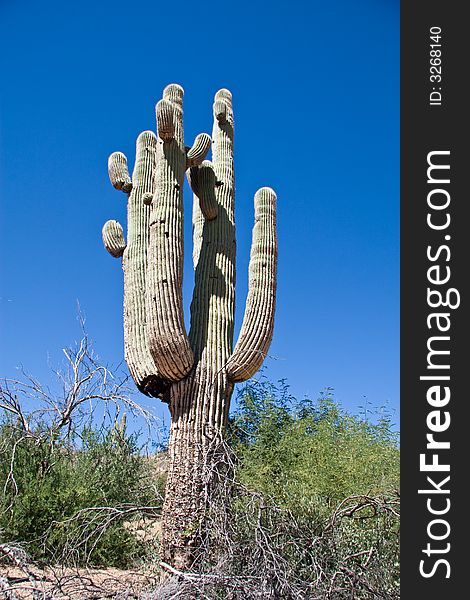 Morning shot of saguaro cactusnear horseshoe and bartlett lake in Arizona. Morning shot of saguaro cactusnear horseshoe and bartlett lake in Arizona