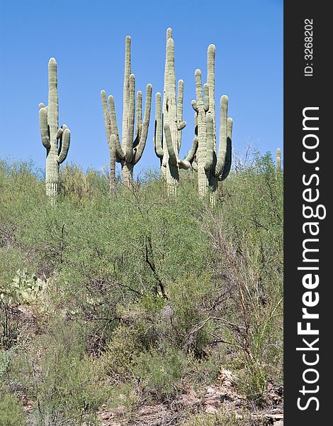 Shot of saguaro cactus near horseshoe and bartlett lake in Arizona. Shot of saguaro cactus near horseshoe and bartlett lake in Arizona