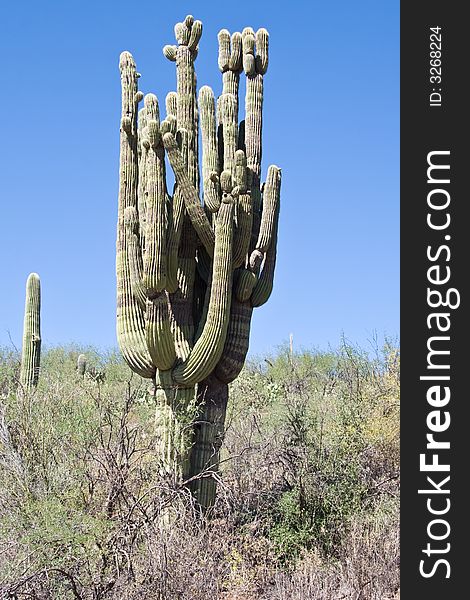 Shot of saguaro cactus near horseshoe and bartlett lake in Arizona. Shot of saguaro cactus near horseshoe and bartlett lake in Arizona