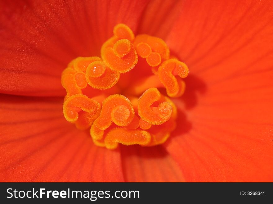 Close-up of a orange/red flower with spiral stigma. Close-up of a orange/red flower with spiral stigma.