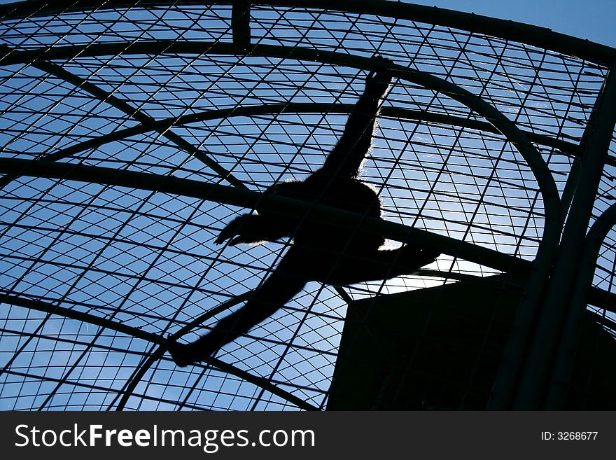 A silhouette of a monkey jumping in a cage, blue sky in the background, countrejour light. A silhouette of a monkey jumping in a cage, blue sky in the background, countrejour light.