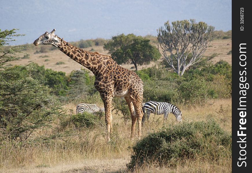 Giraf and zebra's in Kenya