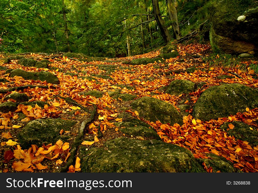 Fallen beech leaves in contrast with green ones on trees. Leaves and branches are motion-blurred in wind. Fallen beech leaves in contrast with green ones on trees. Leaves and branches are motion-blurred in wind.