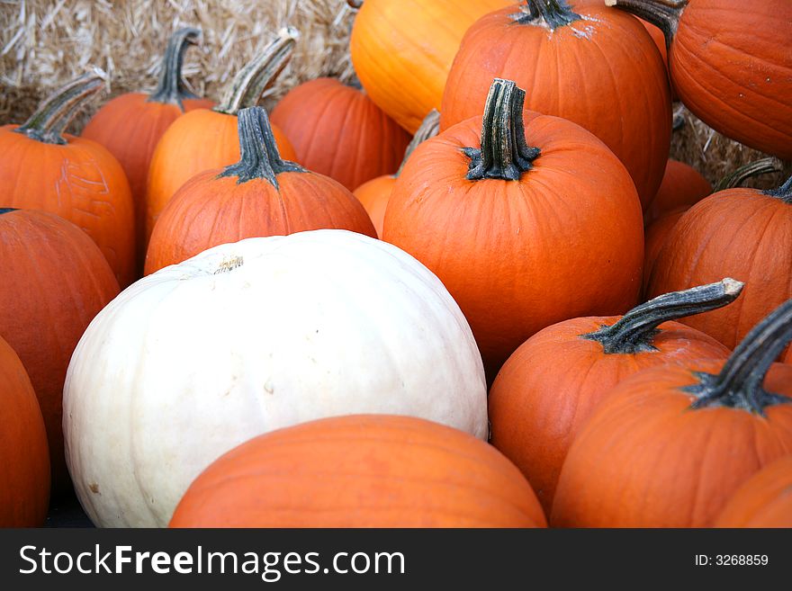 White Ghost Pumpkin sitting in Middle of Orange Pumpkins