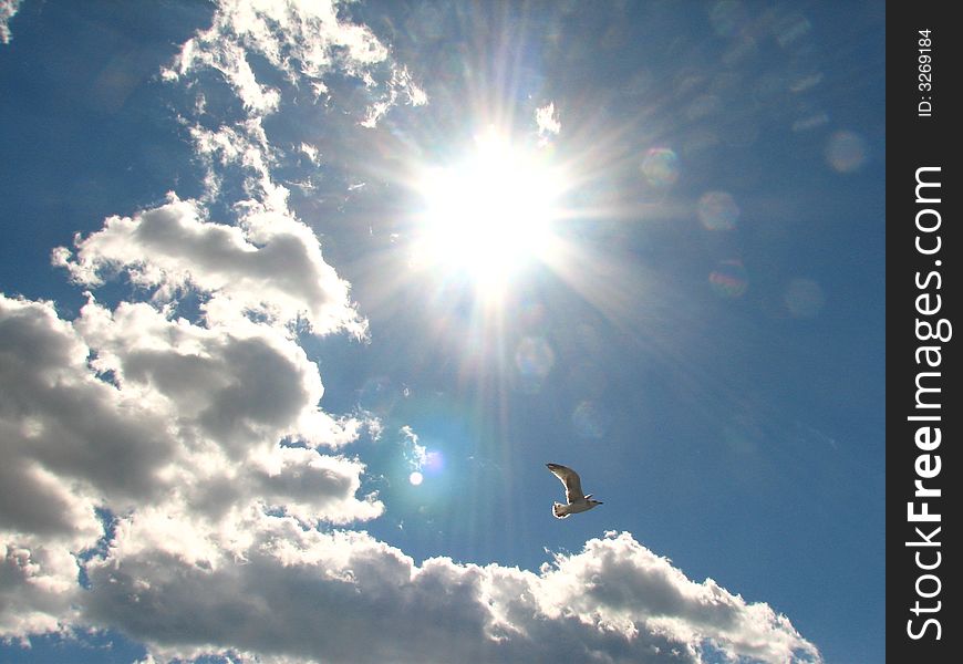 View of a cloudy summer sky with a bright sun and seagulls. View of a cloudy summer sky with a bright sun and seagulls.