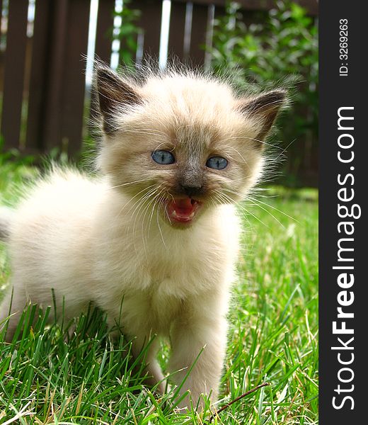 An adorable white and blue eyed kitten in the grass.