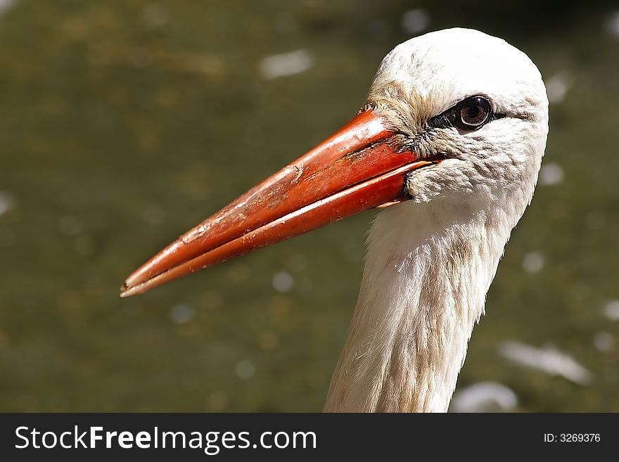 Close up of a white stork. Close up of a white stork.