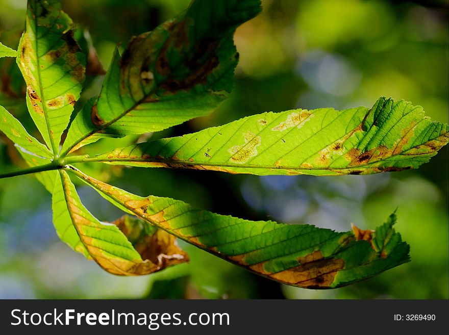 Closeup of a colorful autumn leaf on a tree