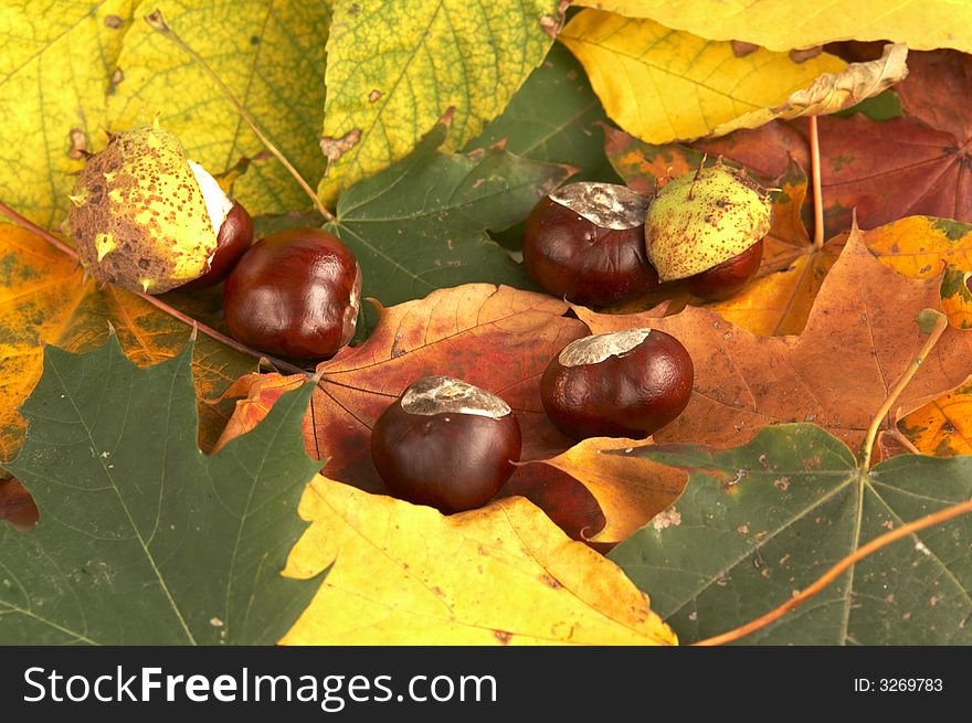 Composition of maple leaves and chestnuts. real autumn