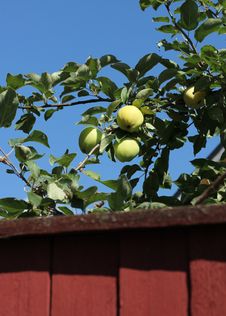 Green Apples Behind Garden Fence Stock Photo Green Apples Behind Garden Fence Stock Photo